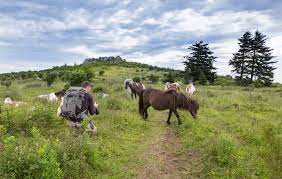 Come watch the wild ponies. Once  a year they sell off some of the ponies to support the care of the rest. This all takes place during the fall festival.
